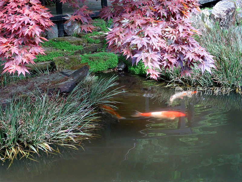 紫色的日本枫树/槭树枝悬垂锦鲤池的形象